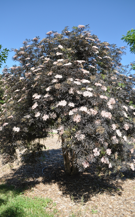 Black Lace Elderberry shrub