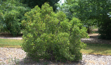 Blue Muffin Arrowhead Viburnum