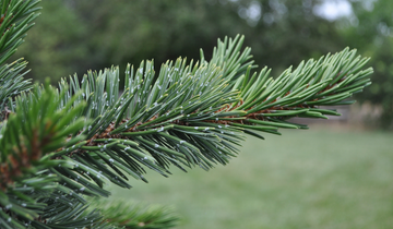 Close up of needles on Bristlecone Pine