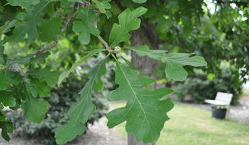 Close up of leaf on Bur Oak