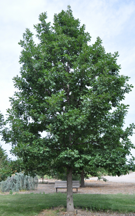 Bur Oak 