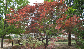 Burgundy Lace Japanese Maple