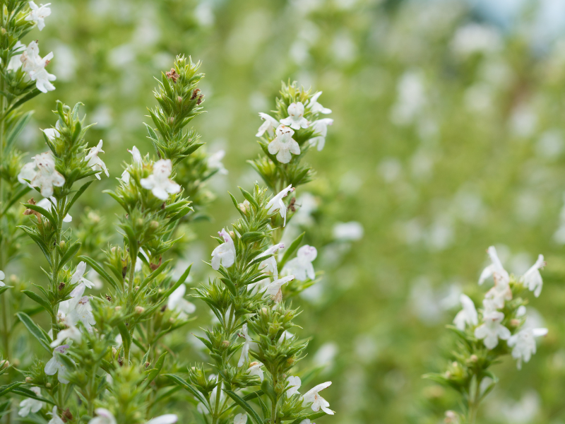 Calamint White Cloud