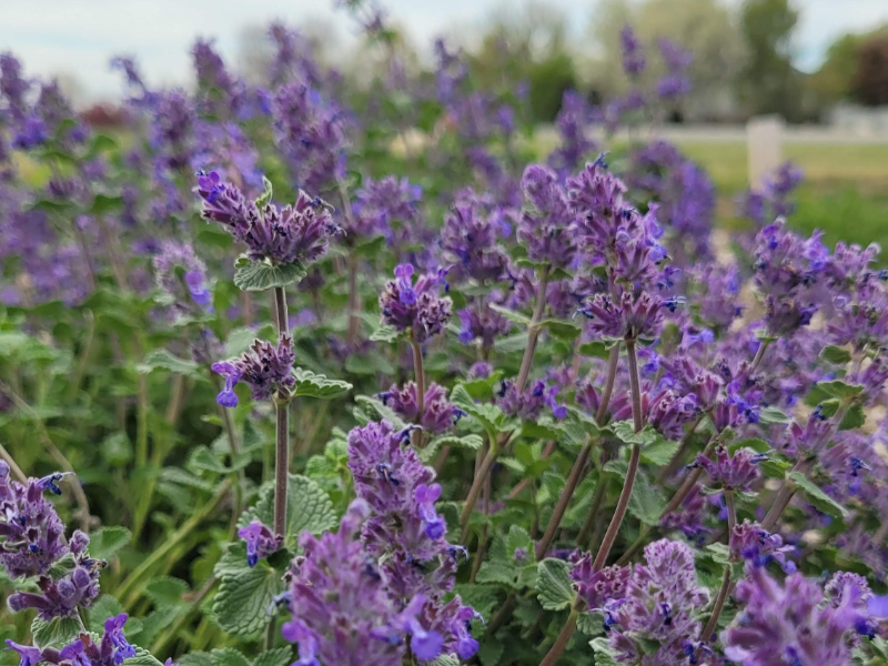 dark purple sage like blooms on catmint plant