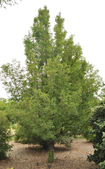 chanticleer pear tree