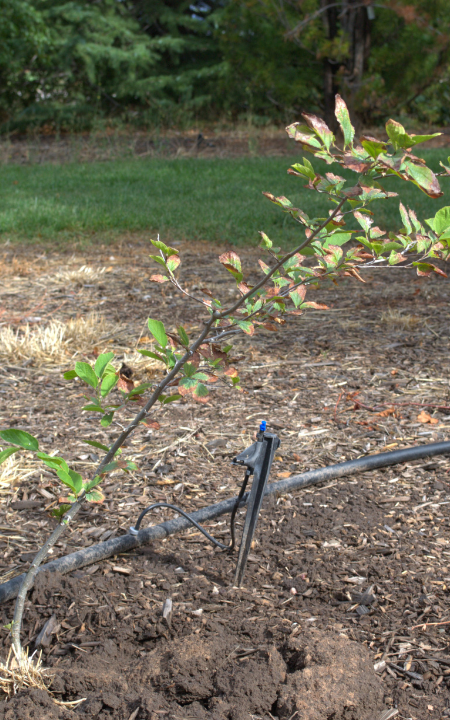 Chinese Parrotia