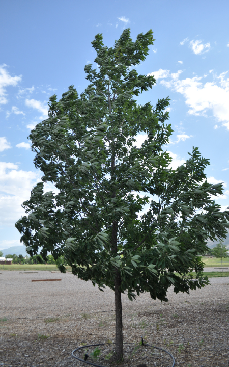 Chinkapin Oak tree