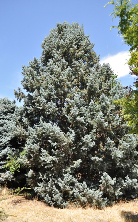 Columnar Blue Spruce Tree - Trees & Shrubs