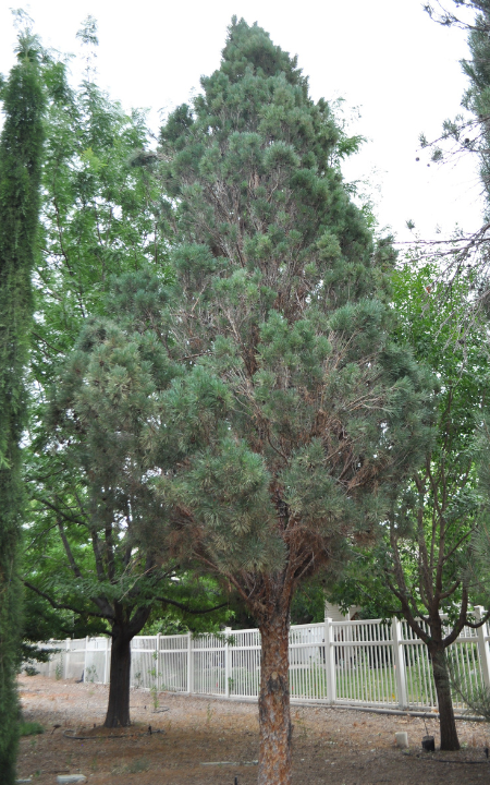 Columnar Scotch Pine tree