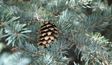 Bakeri Blue Spruce cone