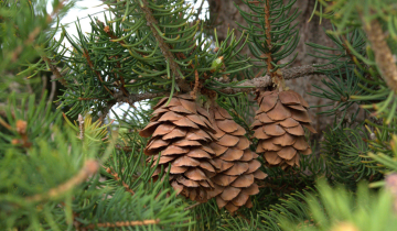Close up of mature Cuperssina Norway Spruce cones