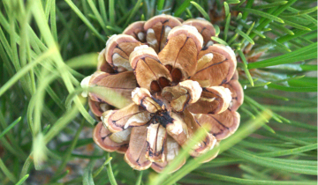 A close up of a cone from the Green Tower pine tree.