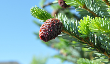 Howell's Dwarf Tigertail Spruce cone