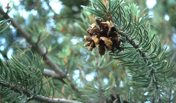 Close up of a pinyon pine cone