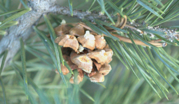 Singleleaf Pinyon Pine cone