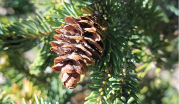 Close up of a Yukon Blue White Spruce cone