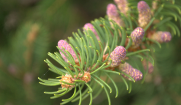 Close up of young Cuperssina Norway Spruce cones