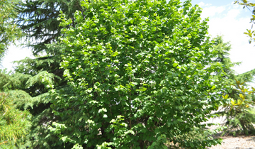 Contorted European Filbert tree