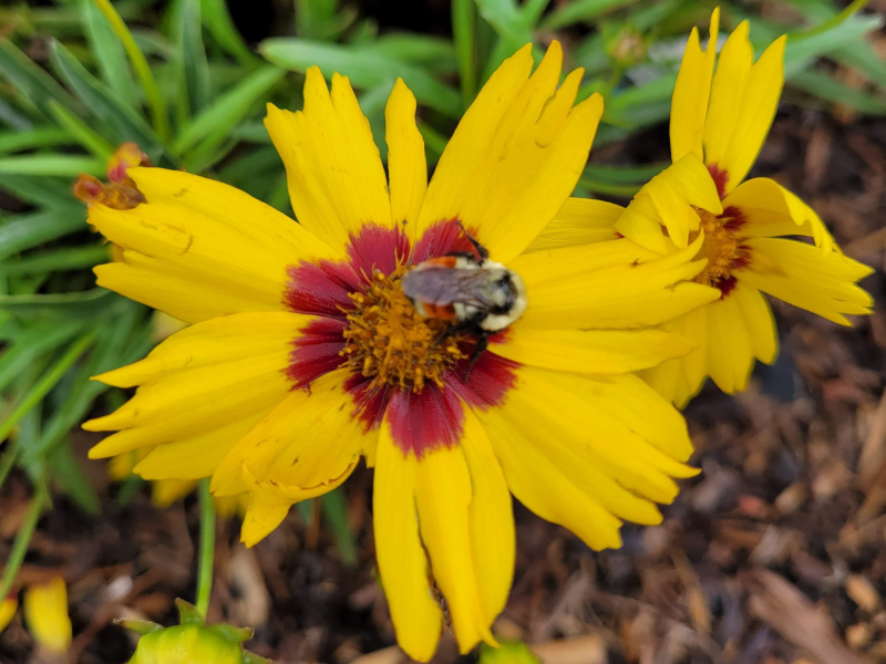 Coreopsis grandifloria
