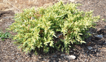 Daub's Frosted Chinese Juniper