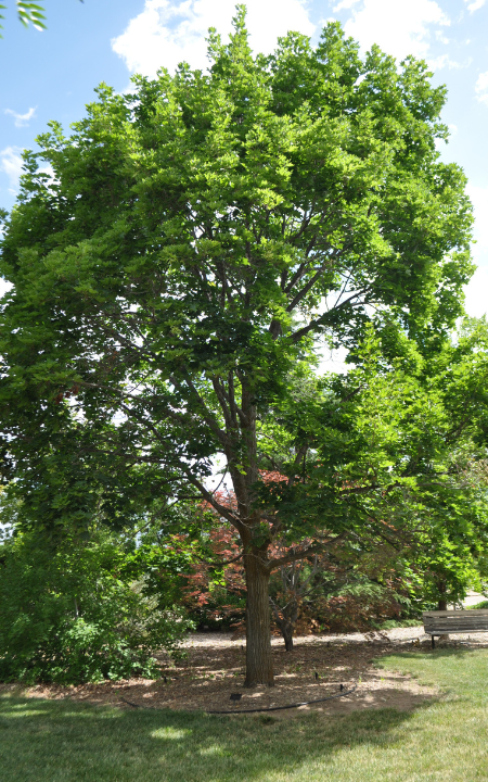 Deborah Norway Maple tree