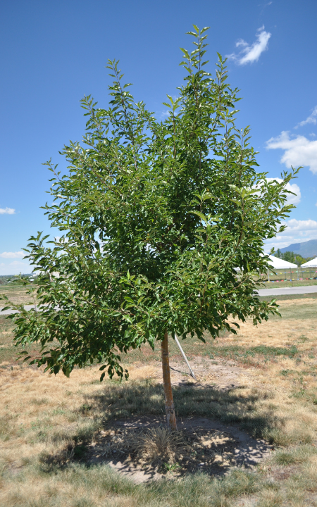 Dolgo Crabapple tree