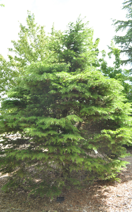 Dwarf Cedar of Lebanon tree