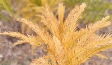 Close up of Green Whisper Bald Cypress in Fall