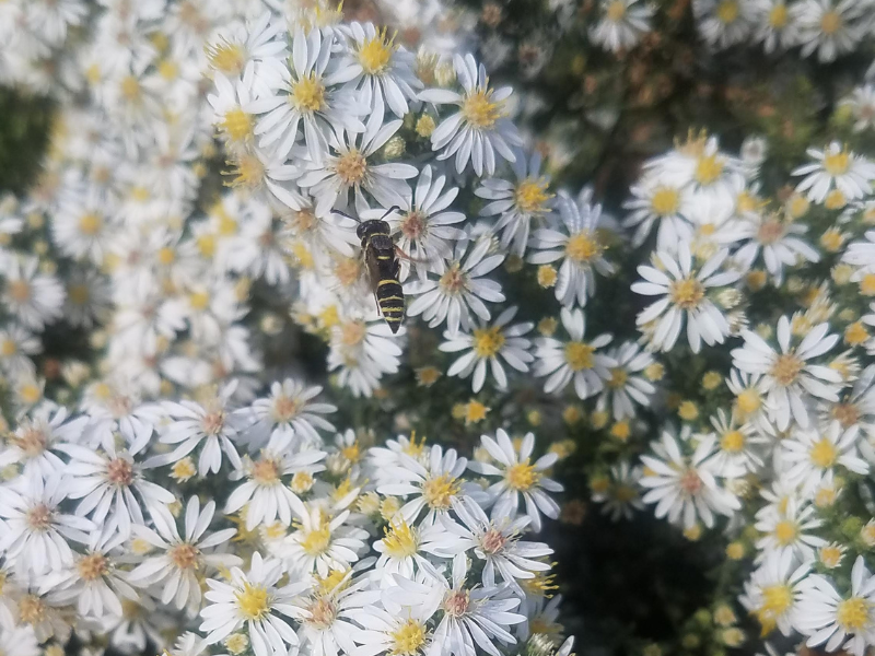 white aster blooms