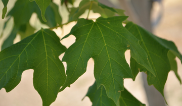 Close up of Flashfire Sugar Maple leaf