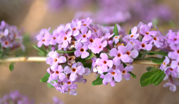 Close up of the Alternate Leafed Butterfly Bush Flower
