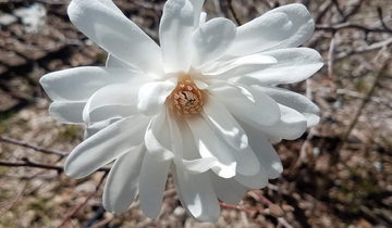 Close up of Ballerina Magnolia flower