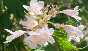 Beauty Bush Flower