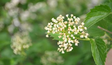 CLose up of a Blue Muffin Arrowhead Viburnum flower