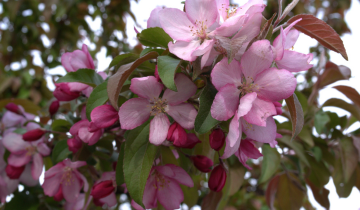 Close up of Centurion Crabapple flower
