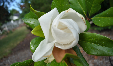 Close up of Edith Bogue Southern Magnolia flower