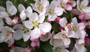 Close up of Guinevere Crabapple flower