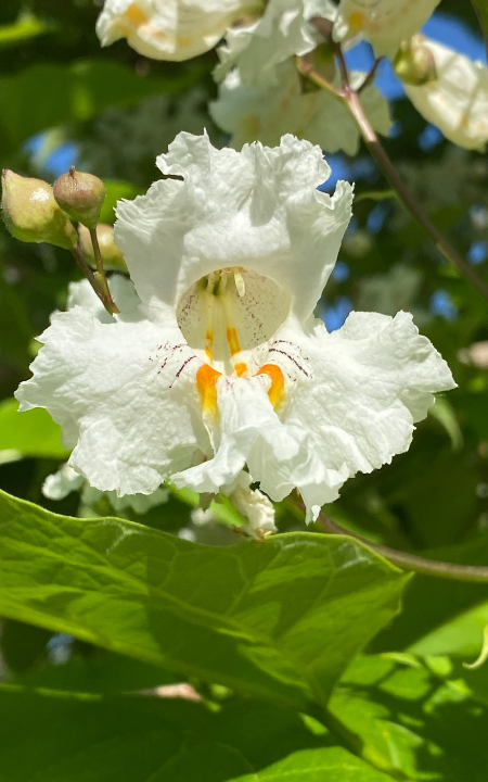 Close up of Heartland Catalpa flower