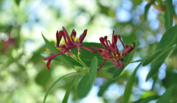 Close up of Honeyrose Tartarian Honeysuckle Flower