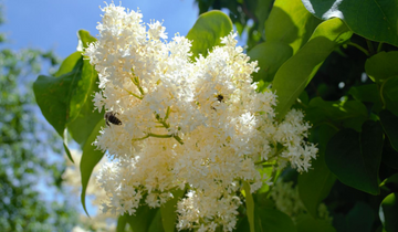 Close up of Ivory Silk Japanese Tree Lilac flower