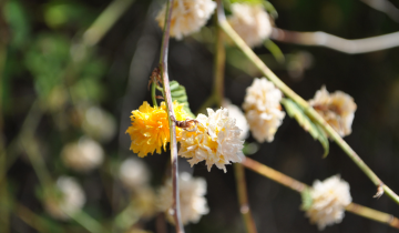 Close up of Japanese Kerria flower