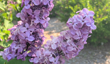 Ludwig Spaeth Lilac Flower