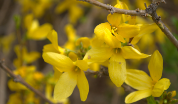 Lynwood Gold Forsythia flower