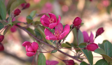 Close up of the Purple Prince Crabapple flower