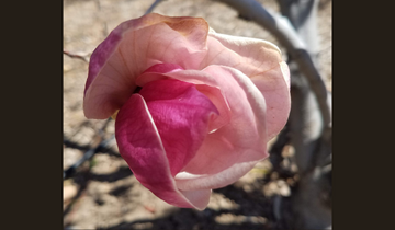 Close up of Rustica Rubra Saucer Magnolia flower