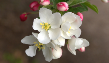 Close up of Sargent Tina Crabapple flower