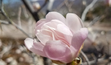 Close up of Star Magnolia flower