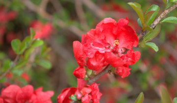 Flower of Texas Scarlet Flowering Quince