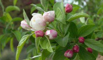 Close up of Zumi Calocarpa crabapple flower