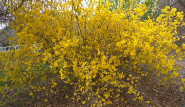 Flowering Lynwood Gold Forsythia